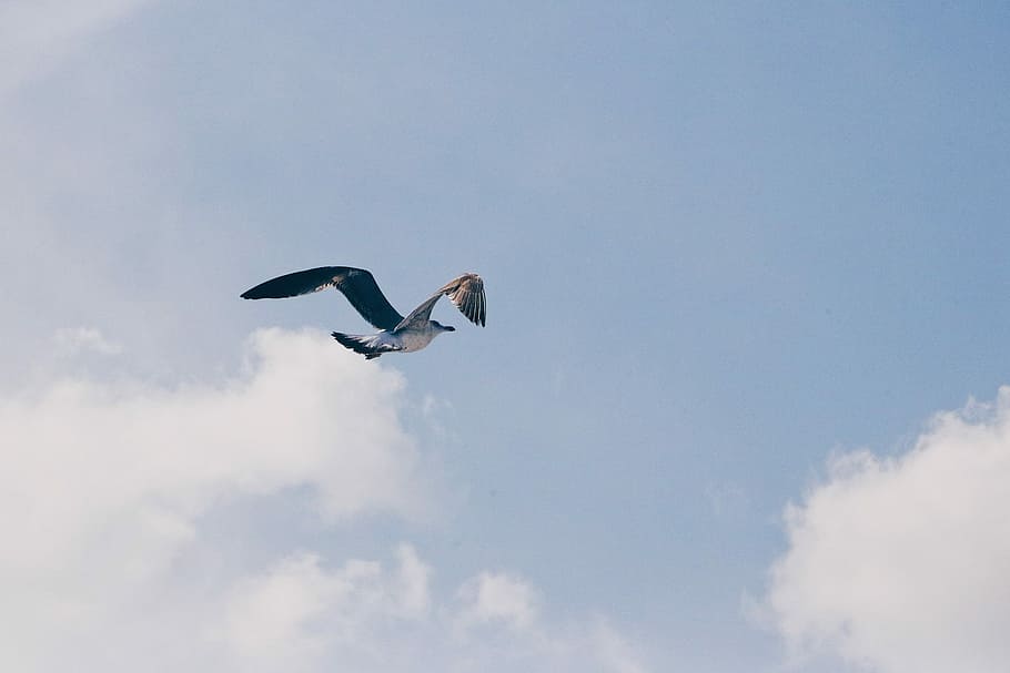 bird flying under white clouds, gray bird flying at sky, albatross HD wallpaper