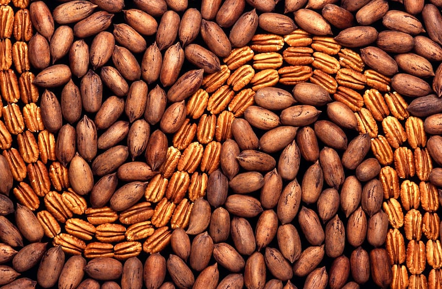 pekanuesse, nuts, walnut crop, shell, nuclear, juglandaceae HD wallpaper