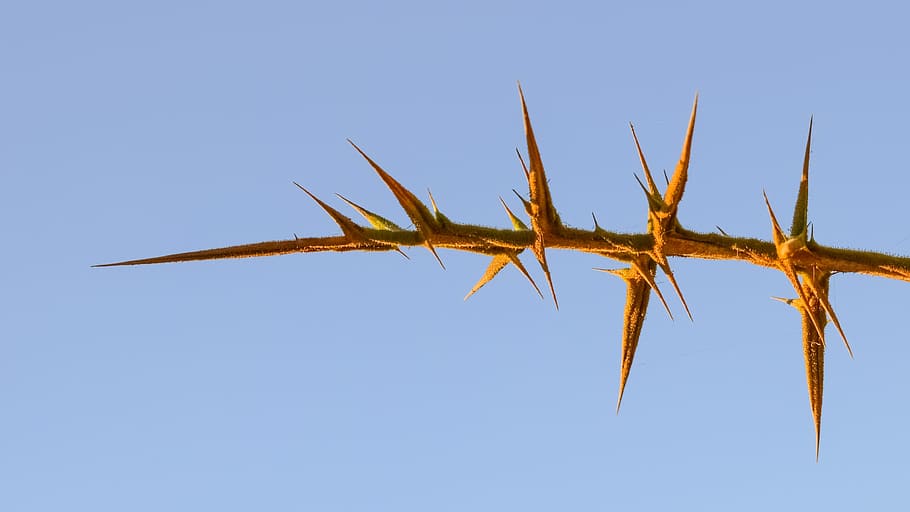 brown spiky plant in close-up photo, Thorns, Nature, Sharp HD wallpaper