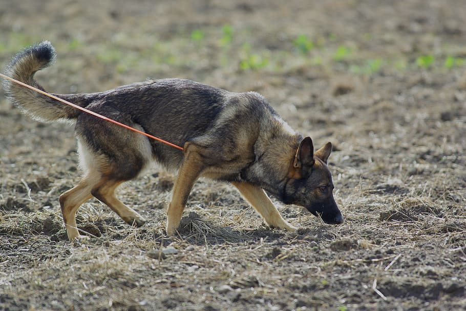 adult black and tan German shepherd smelling on ground, German Shepherd, Dog HD wallpaper