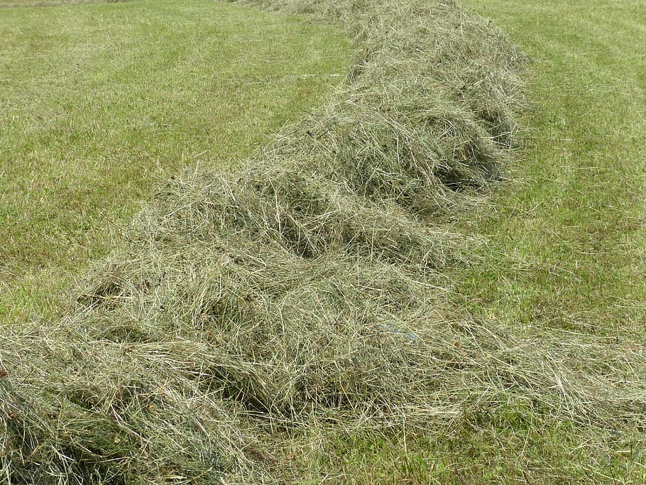 steam, grass rake, meadow, green, nature, swath, rows together meet HD wallpaper