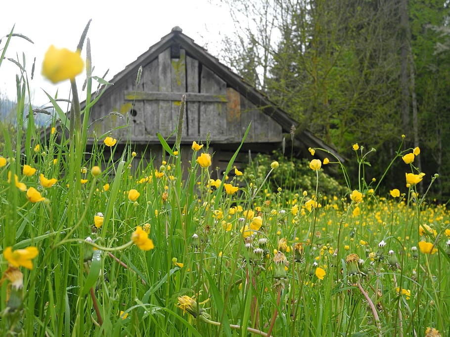 schopf, rural, flowers, plant, growth, flowering plant, field HD wallpaper