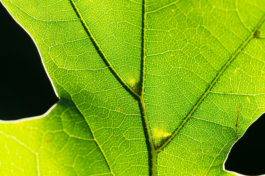 Leaf, Macro, Nature, Plant, green color, close-up, day, plant part HD wallpaper