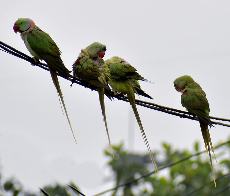 parrots, raining, birds, drenched, vertebrate, group of animals HD wallpaper