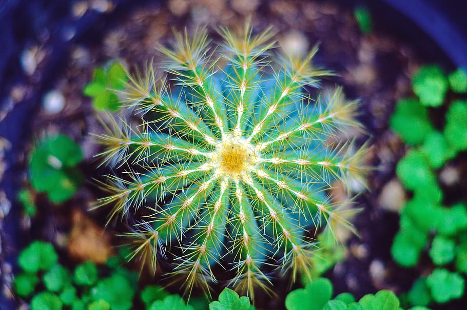 selective focus photo of a cactus, green, macro, plant, cactaceae HD wallpaper