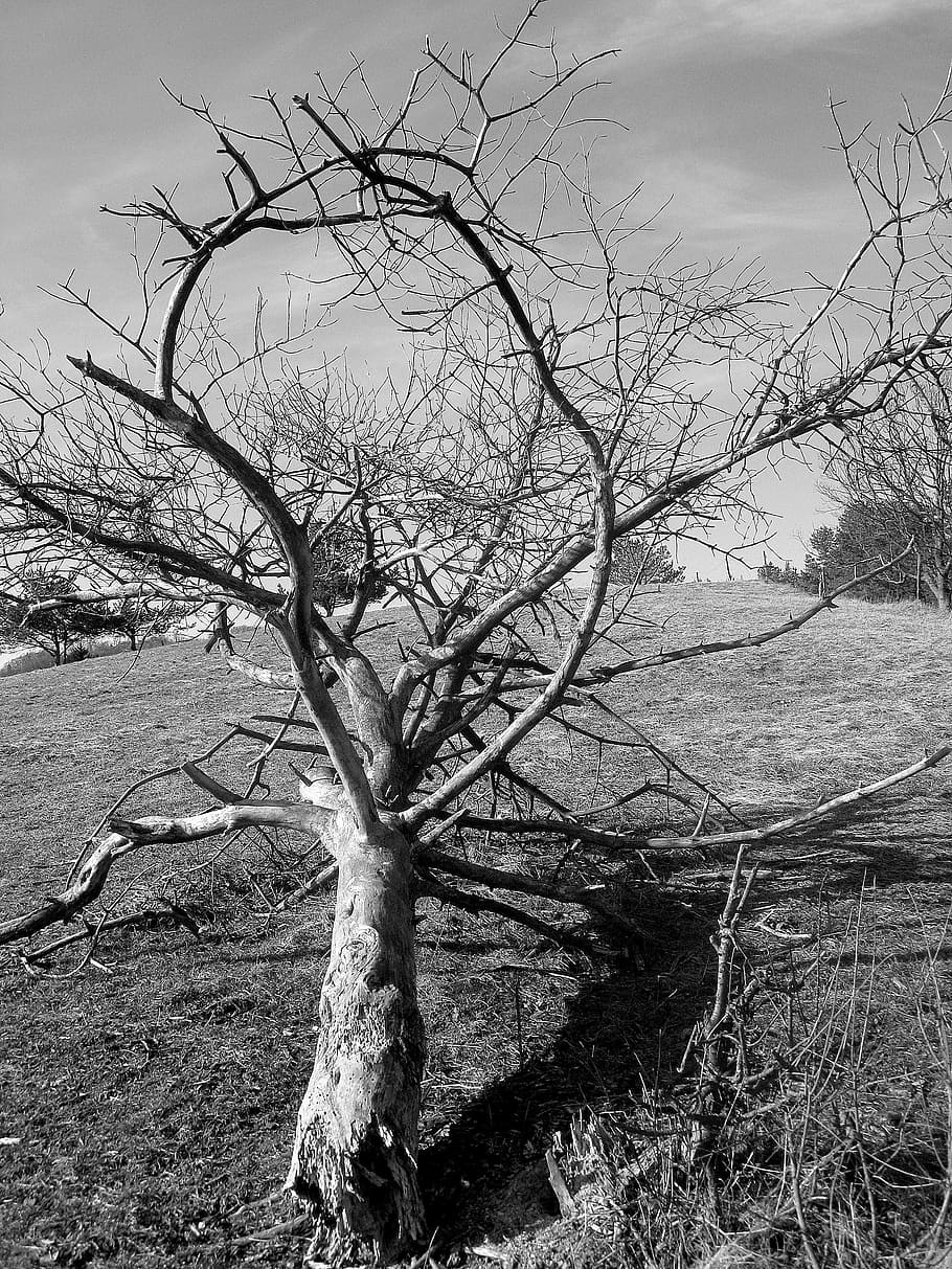 Old, Shade, Dead Tree, old tree, bare tree, outdoors, branch HD wallpaper
