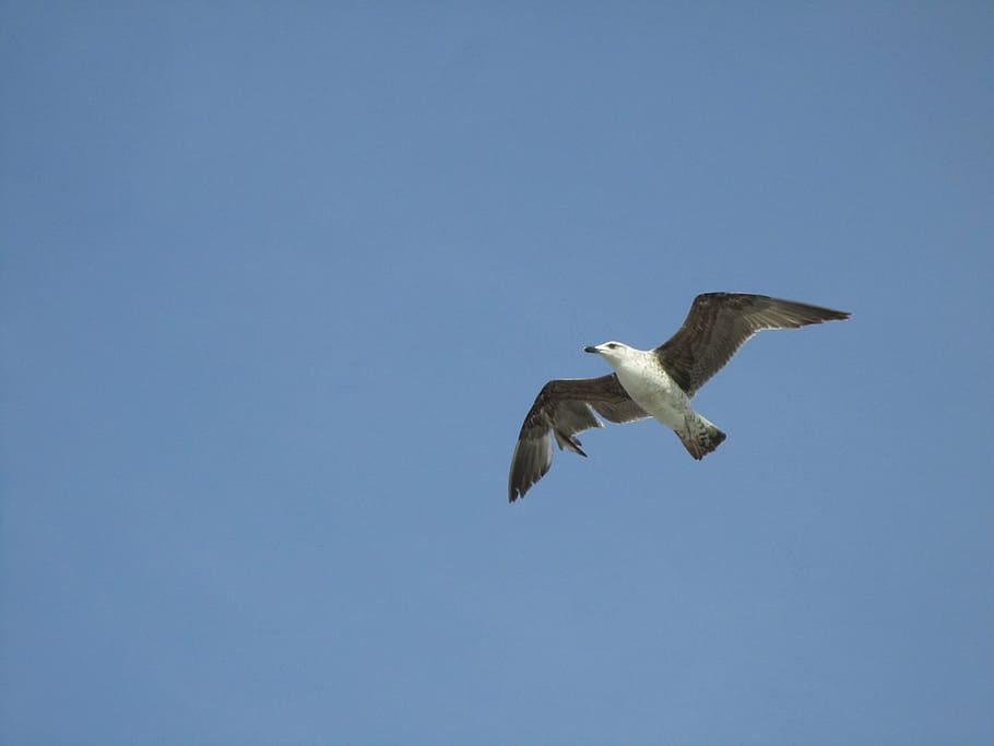 seagull, flight, bird, animal themes, animals in the wild, animal wildlife HD wallpaper
