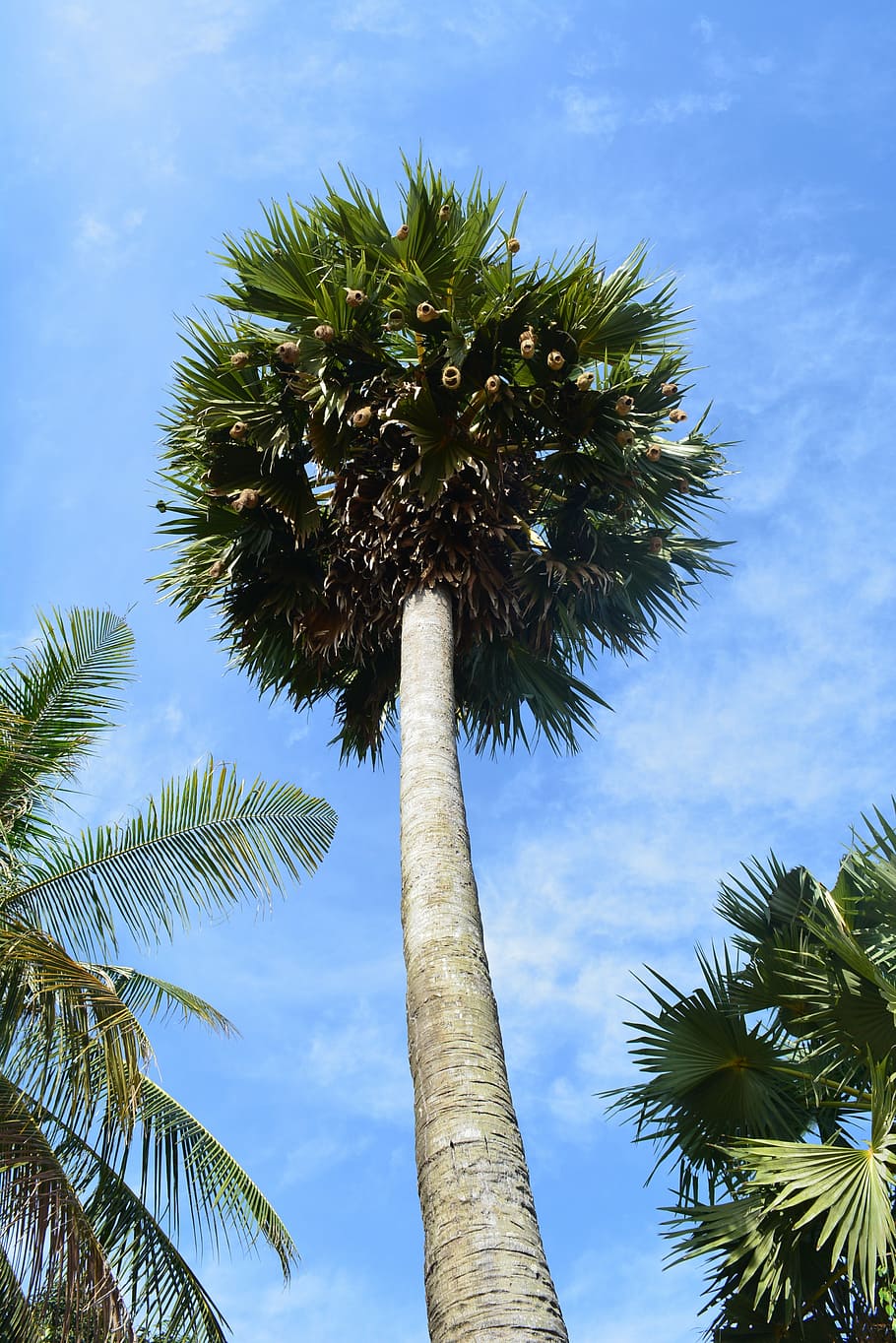 palm tree, tropical, summer, coconut, plant, landscape, palm tree isolated HD wallpaper