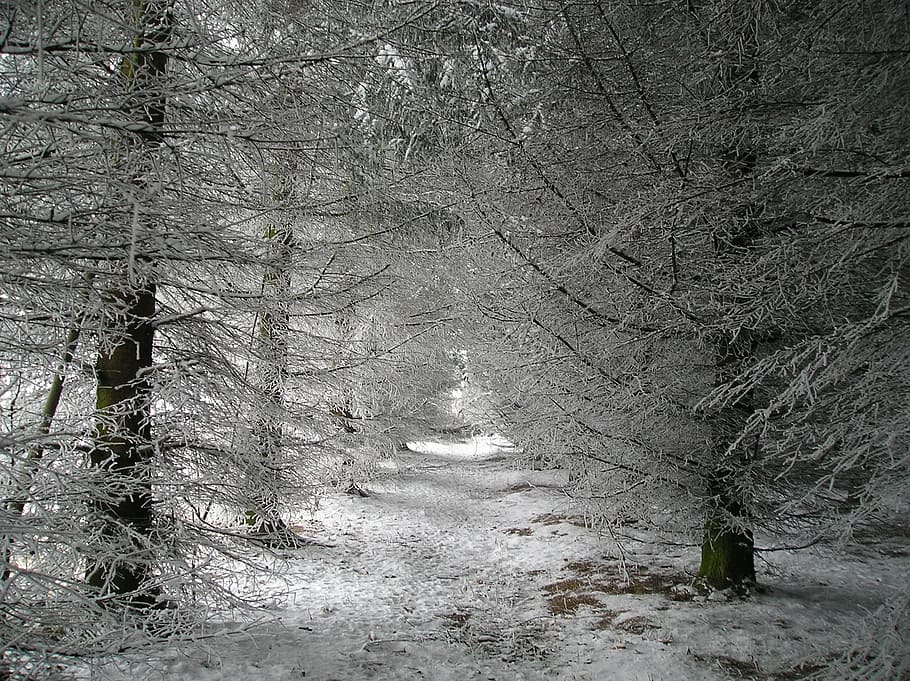 trees, nature, snow, winter, plant, land, forest, cold temperature HD wallpaper