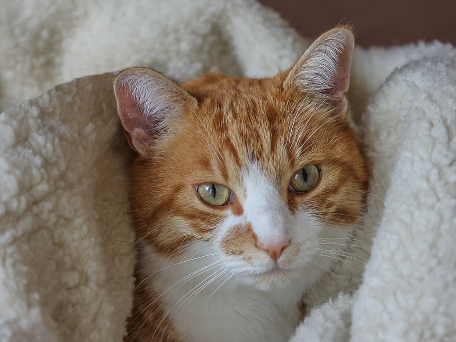 short-fur orange and white cat covered in white textile, red white HD wallpaper