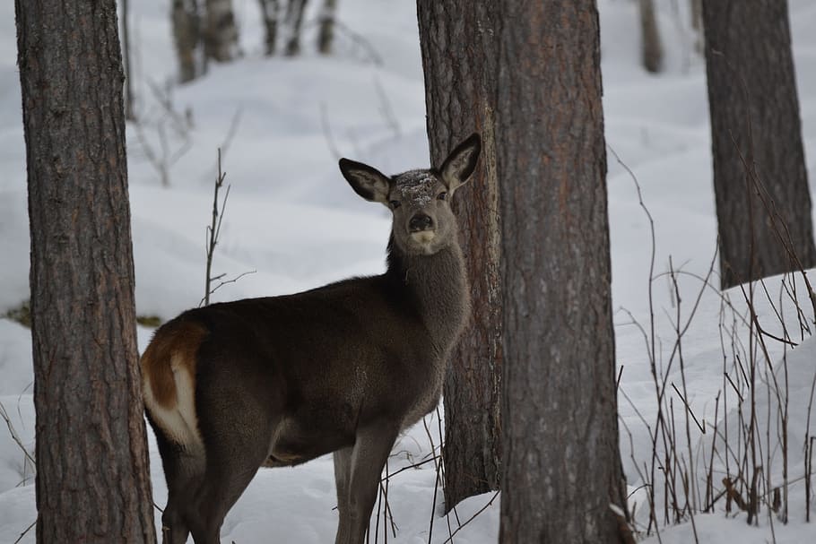 winter landscape, deer, tree, forest, snow, animal themes, mammal HD wallpaper