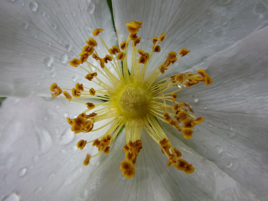 flower, macro, white, flowering plant, pollen, fragility, vulnerability HD wallpaper