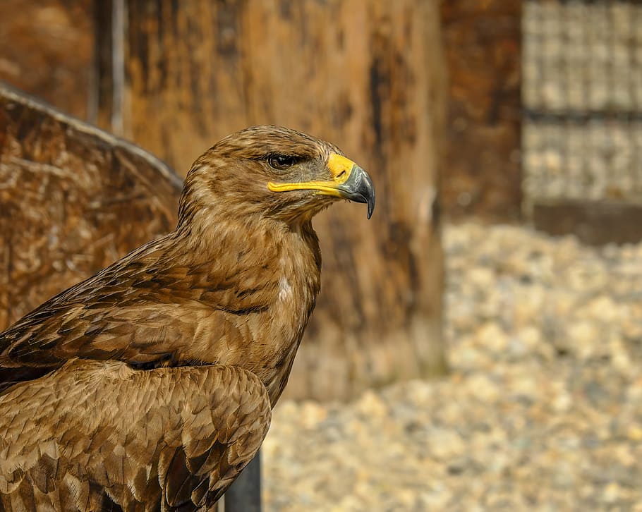 brown and gray long-beak bird, of prey eagle, savannah eagle, HD wallpaper