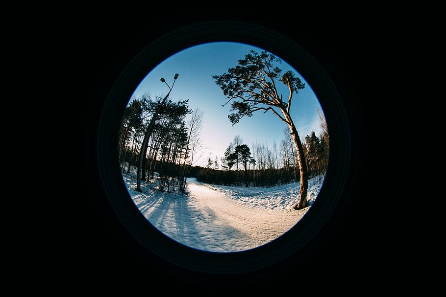 forest, fish eye, tree, spruce, nature, lens, sun, blue, blue sky HD wallpaper