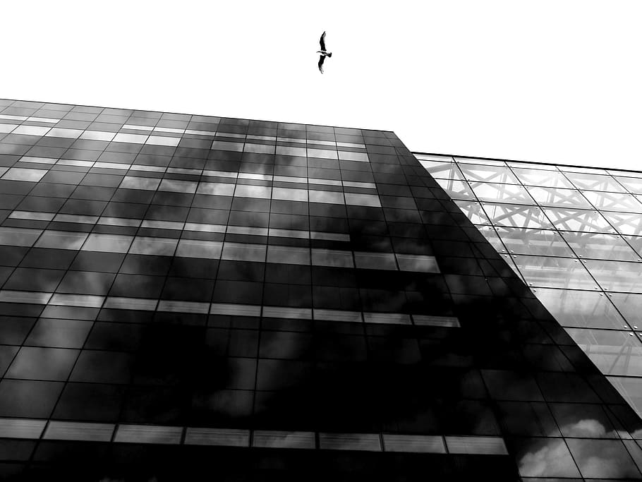 skyscraper, glass, seagull, built structure, architecture, building exterior HD wallpaper