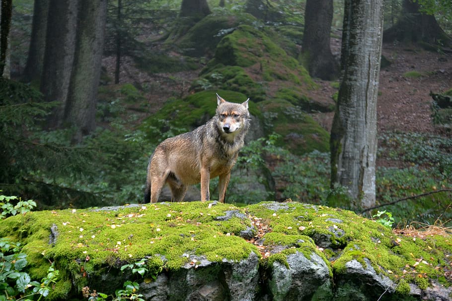 brown Coyote standing on green grass field on rock cliff during daytime, HD wallpaper