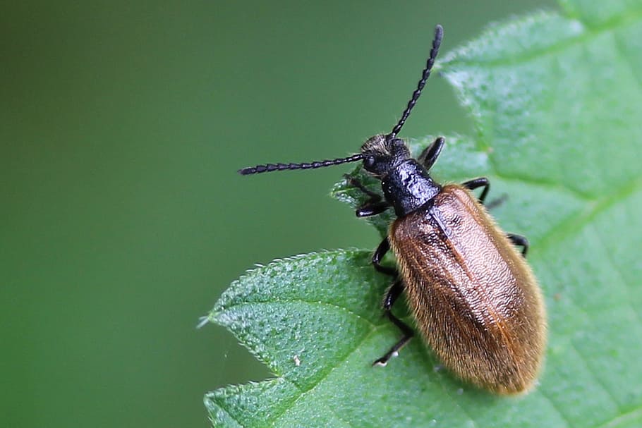 beetle, insect, nature, leaf, brown, green, invertebrate, animal themes HD wallpaper