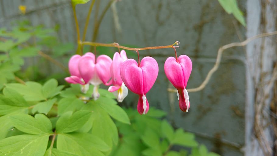 pink, bleeding, heart, plant, flowering plant, freshness, beauty in nature HD wallpaper