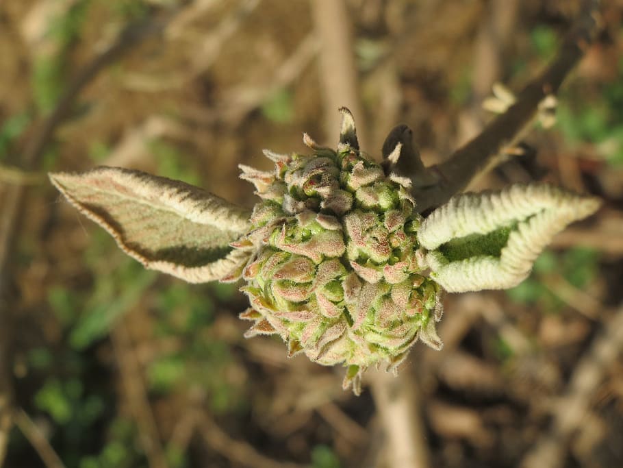 viburnum lantana, wayfarer, wayfaring tree, shrub, flora, botany