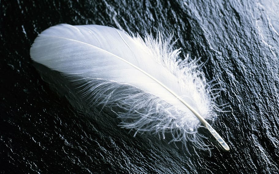 white feather, fly, close-up, bird, vulnerability, fragility HD wallpaper