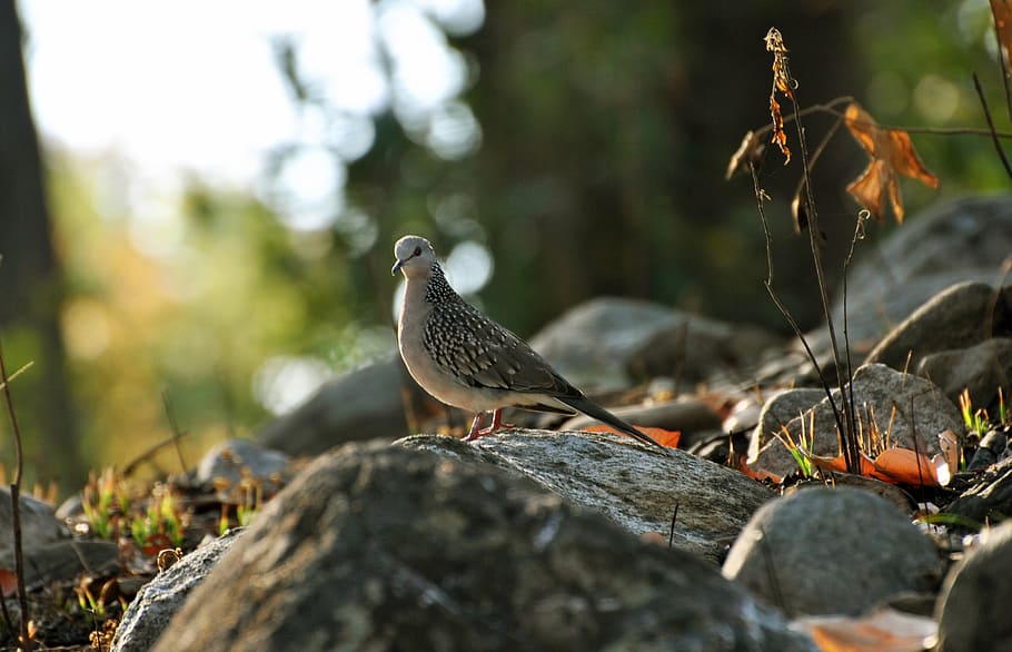bird, greenery, color, light, grass, seasons, garden, sunlight HD wallpaper