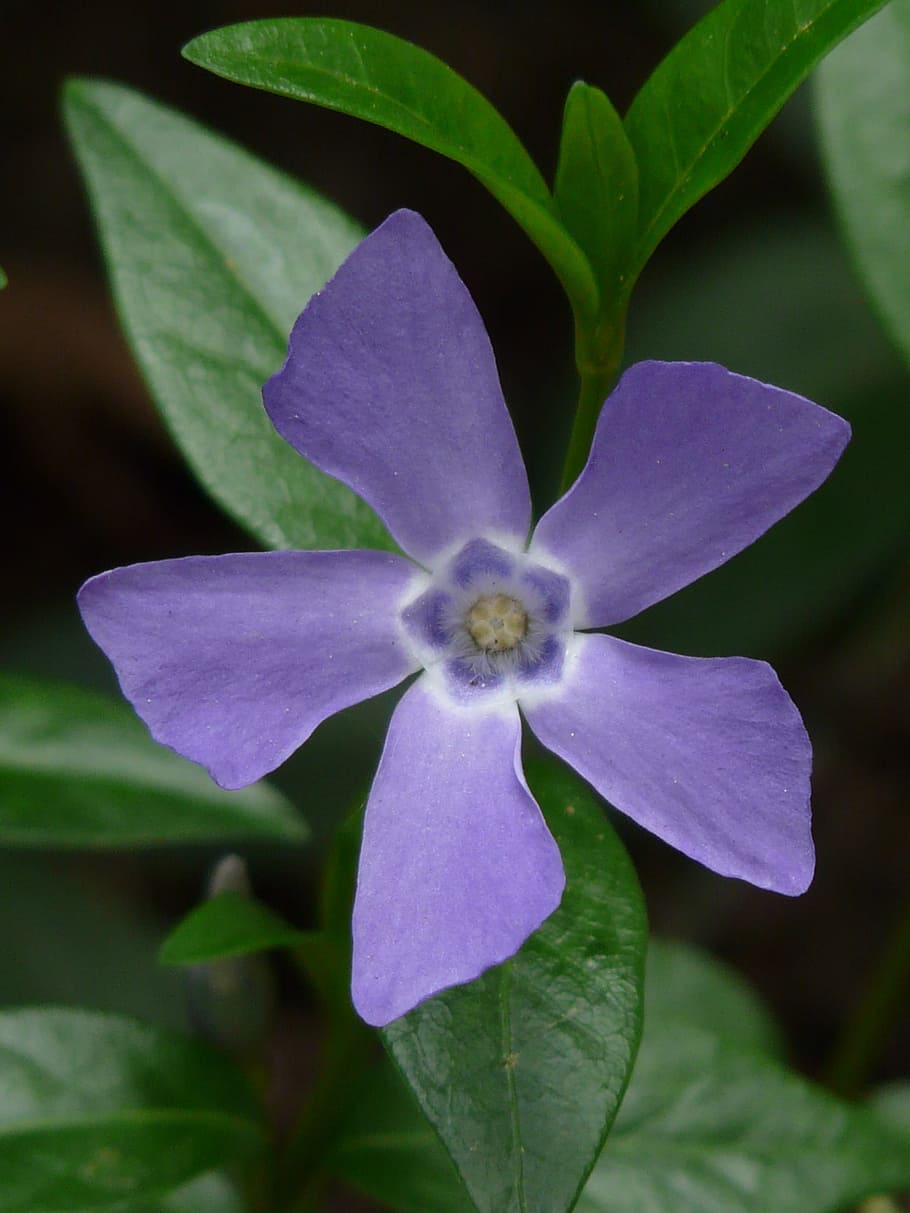 periwinkle, blossom, bloom, plant, spring, blue, semi shrub, HD wallpaper