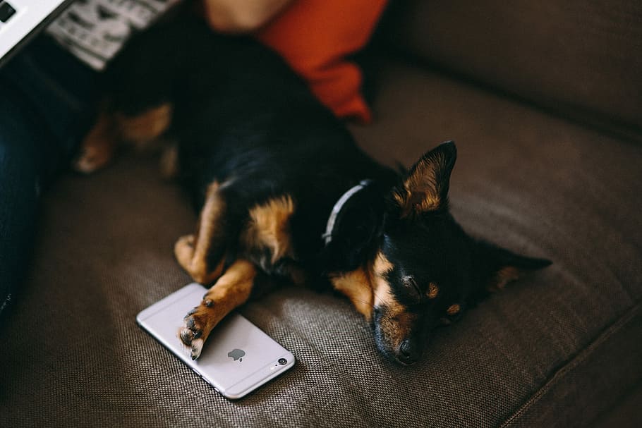 Puppy sleeping with iPhone 6, tech, technology, dog, pet, mobile, HD wallpaper