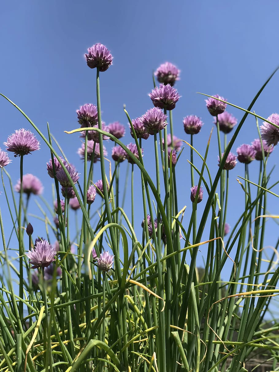 chives, herb, bloom, plant, flower, flowering plant, beauty in nature HD wallpaper