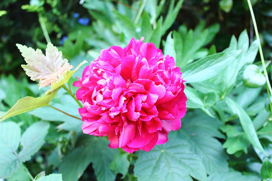 red rose, flower, nature, flowering plant, beauty in nature HD wallpaper