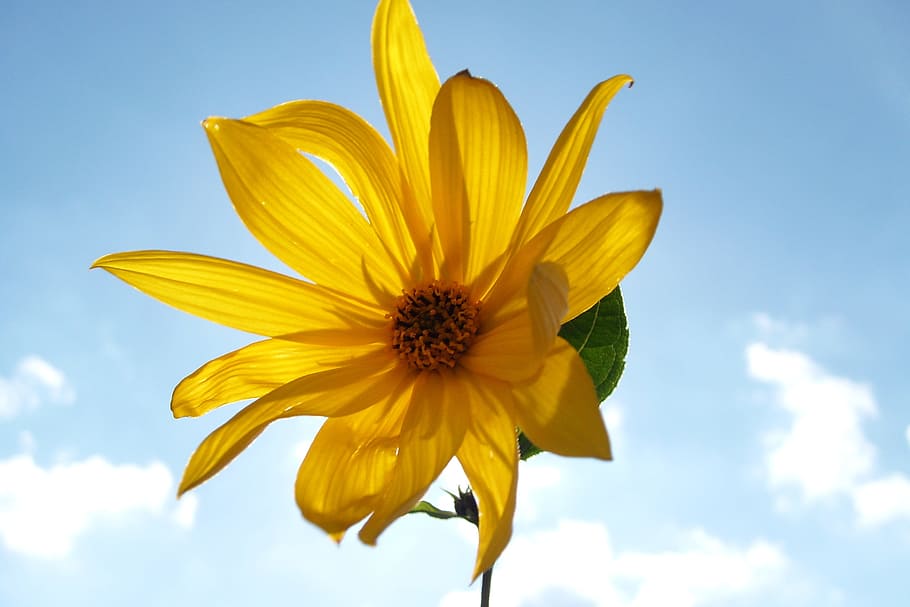 flower, sky, nature, freshness, yellow, flowering plant, beauty in nature HD wallpaper