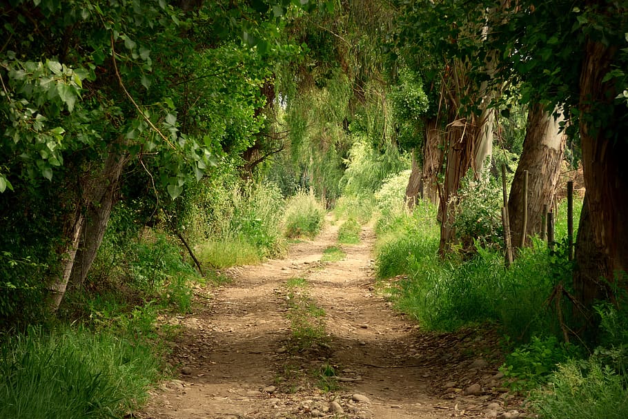 desire pathway between tall trees and grass, trail, route, landscape HD wallpaper