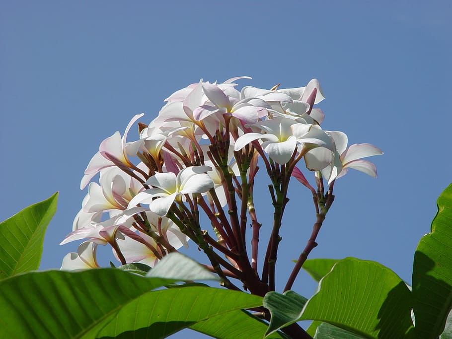 plumeria, flower, frangipani, white, nature, flora, summer, HD wallpaper