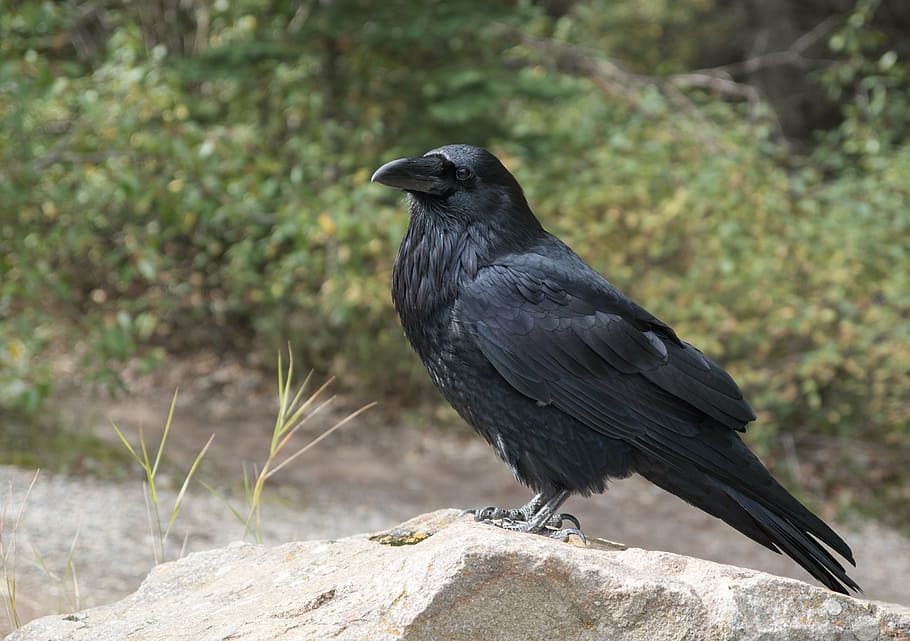 black raven on gray rock, crow, bird, fly, raven bird, animal world