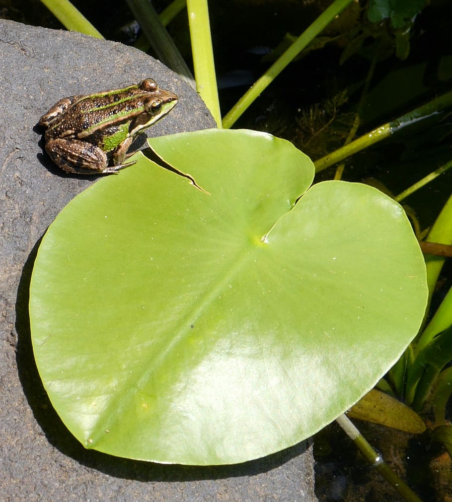 Frog, Letter, Stone, Water, Slovakia, latorica, one animal HD wallpaper