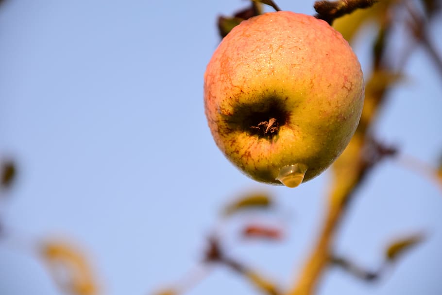 apple, apple tree, fruit, nature, red, close, food, kernobstgewaechs HD wallpaper