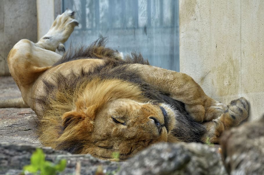 lion, male, cat, big cat, wildcat, zoo, wildlife photography, HD wallpaper