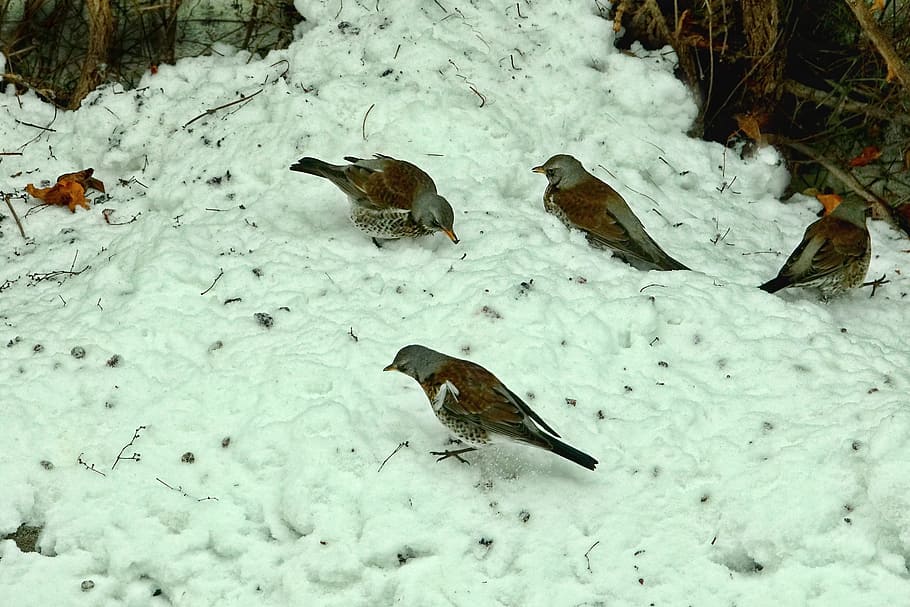 snow, winter, cold, nature, bird, juniper chokes, cold temperature HD wallpaper