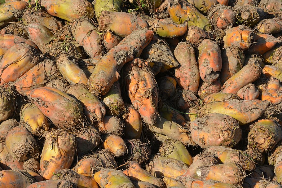 beet, fodder, fodder beet, vegetable, full frame, backgrounds HD wallpaper