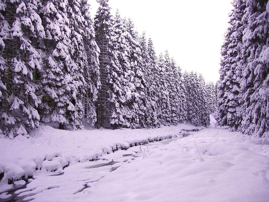 winter, forest, snow, forest landscape, pine, winter trees HD wallpaper