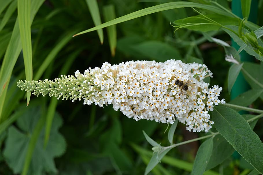 buddleia, buddleja, white, flower, sweet, butterfly flower HD wallpaper