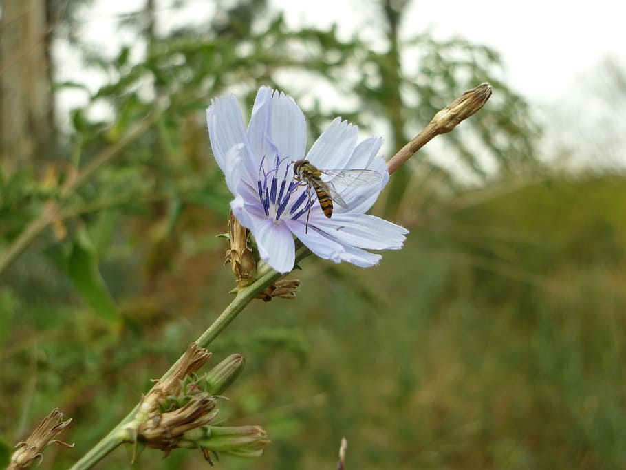Fly, Sieving, Chicory, Insect, fly sieving, flower, plant, nature HD wallpaper