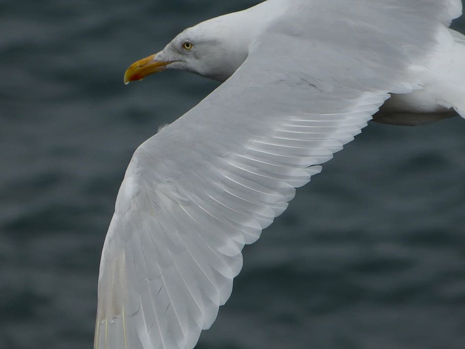 seagull, bird, flying, wing, animal themes, animal wildlife HD wallpaper