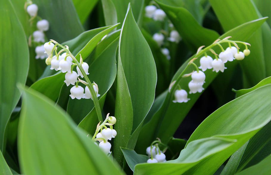 photo of white petaled flowers, konwalie, spring flowers, may HD wallpaper