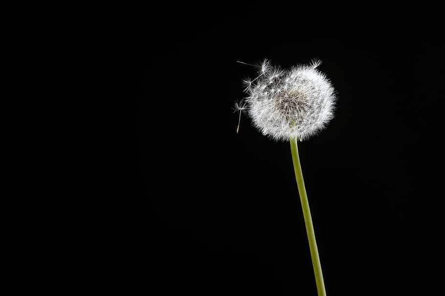 white dandelion flower in bloom, black, wind, black and white HD wallpaper