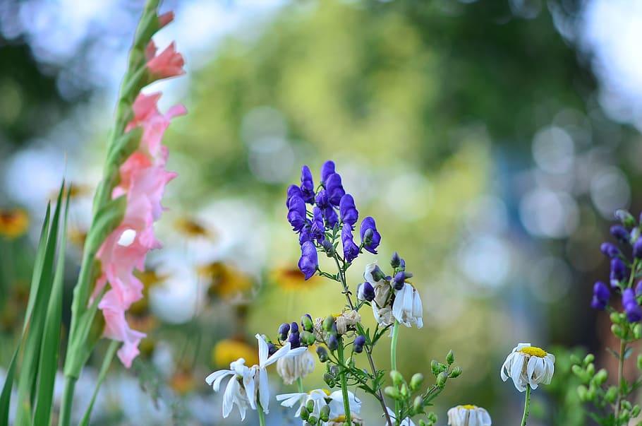 Summer, Flowers, Gladiolus, Background, garden, nature, fragility HD wallpaper