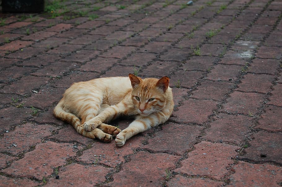 cat, ginger, rangers, feline, mammal, pets, domestic, animal themes HD wallpaper