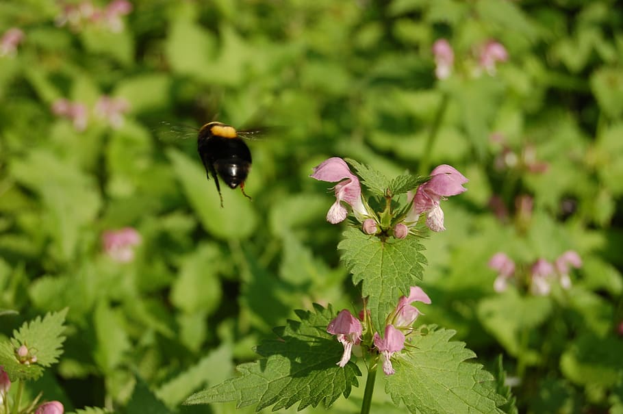 nature, outdoors, insect, flowering plant, animal themes, invertebrate HD wallpaper