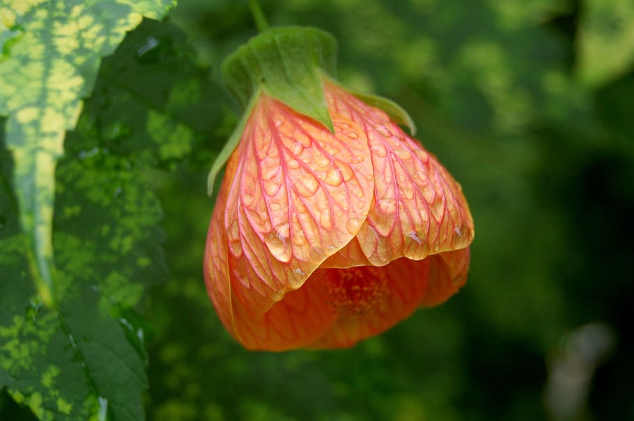 nature, petals, plant, dew, bloom, blossom, close-up, flora, flower HD wallpaper