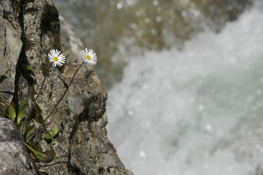 Flowers, Mountain, Bach, Spring, mountain flowers, water, melt HD wallpaper