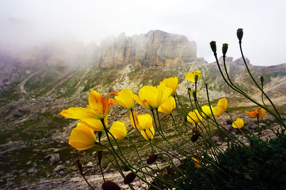 Poppy, Flowers, Mountain, Alps, dolomites, nature, poppies, HD wallpaper
